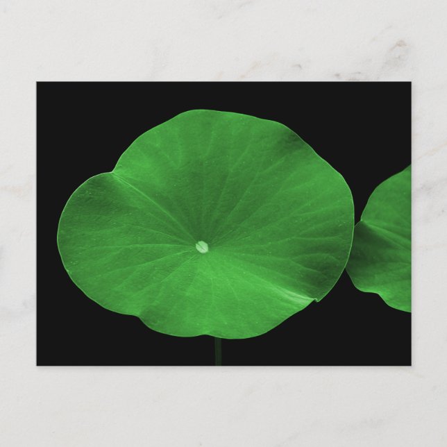 Lotus Leaves Postcard (Front)