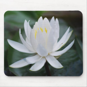 Lotus or waterlily and meaning mouse mat