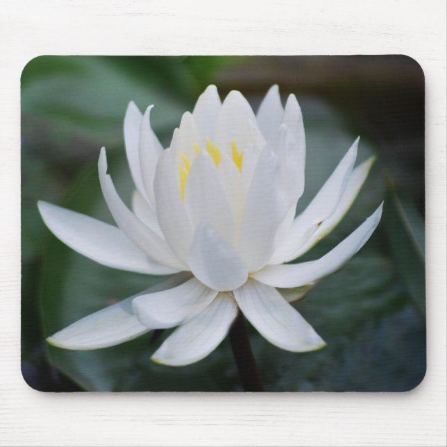 Lotus or waterlily and meaning mouse mat (Front)