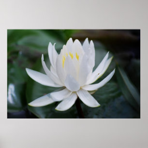 Lotus or waterlily and meaning poster