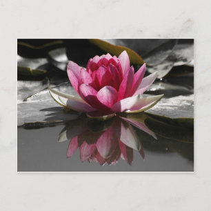 Lotus Postcard