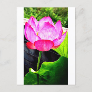 Lotus Postcard