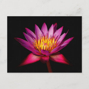 Lotus Postcard