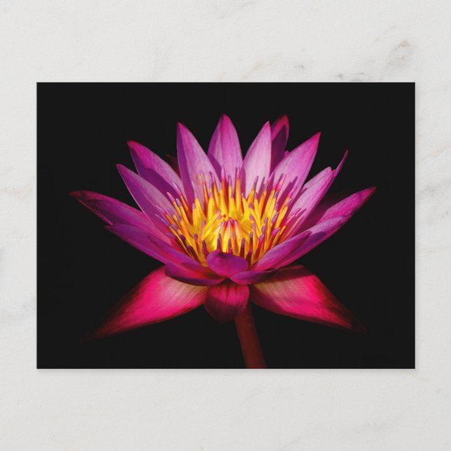 Lotus Postcard (Front)