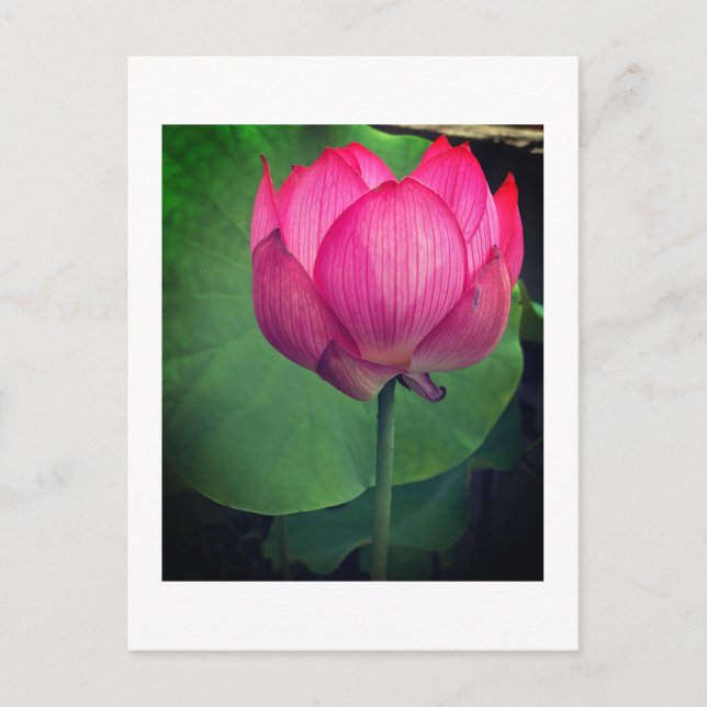 Lotus Postcard (Front)