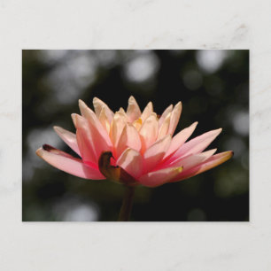 Lotus Postcard