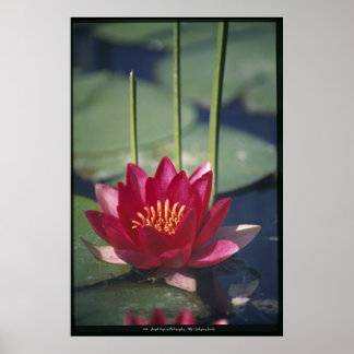 lotus poster