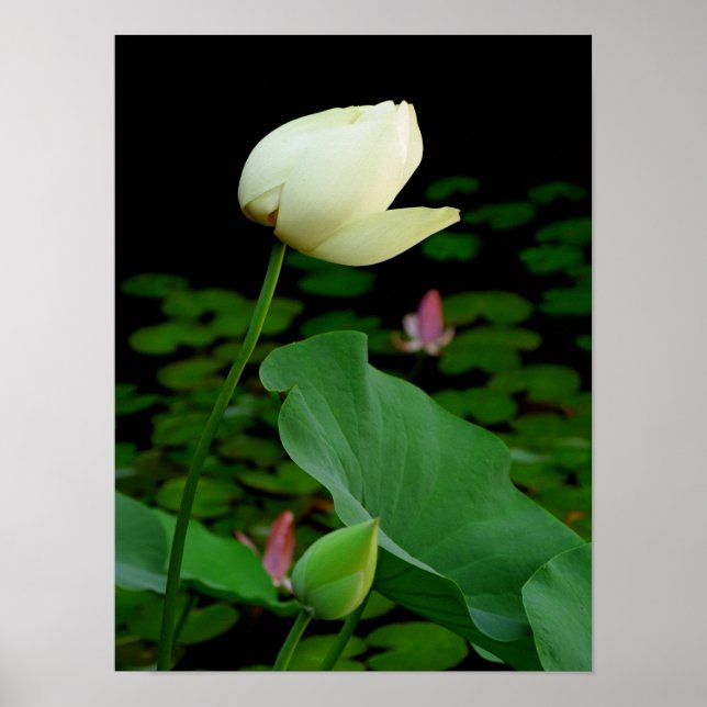 Lotus Poster (Front)