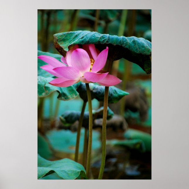 ...lotus poster (Front)