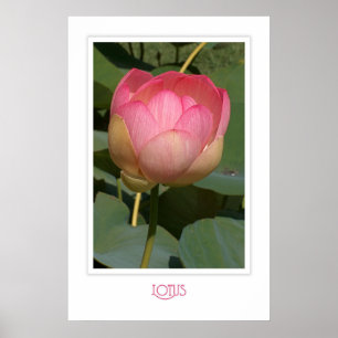 Lotus Poster