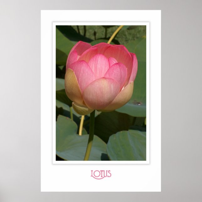 Lotus Poster (Front)