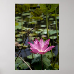 Lotus Poster