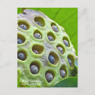Lotus Seeds: Nelumbo nucifera [Postcard] ポストカード Postcard