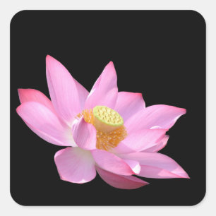 Lotus Square Sticker