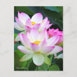 Lotus "Suihiren" [Postcard] ポストカード Postcard