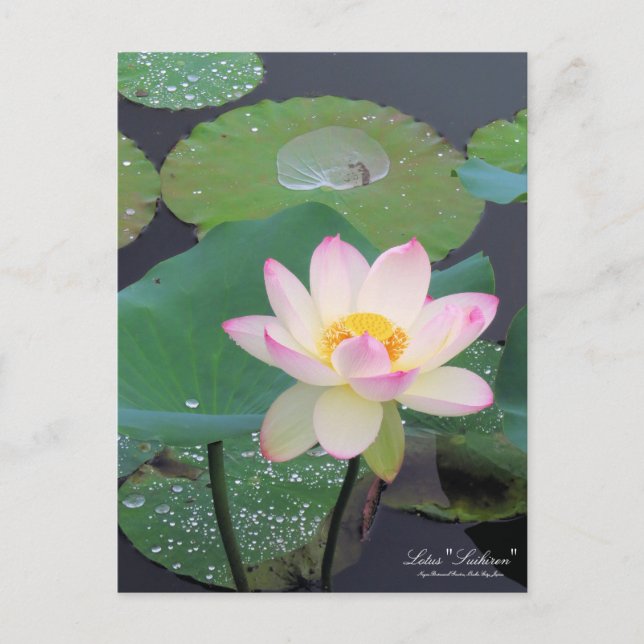 Lotus "Suihiren"：Postcard Postcard (Front)