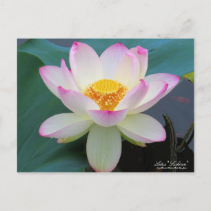 Lotus "Suihiren":Postcard Postcard