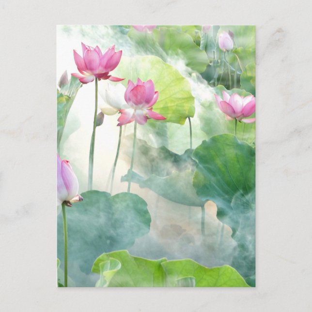 Lotus Summer, ethereal photograph Postcard (Front)