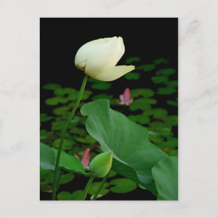 Lotus Water Lily Bud Postcard