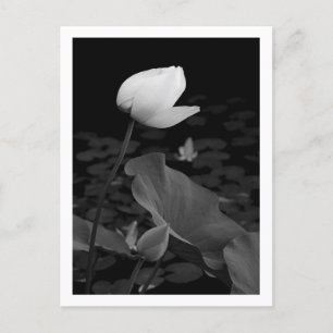 Lotus Water Lily Bud Postcard