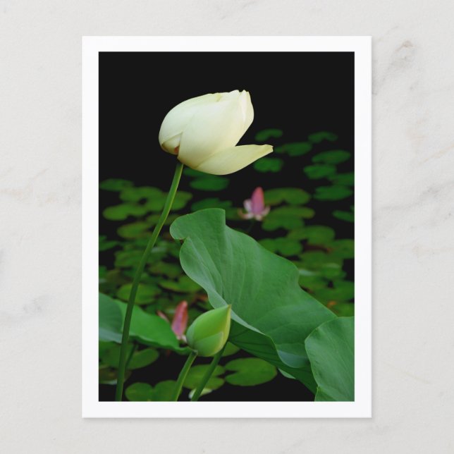 Lotus Water Lily Bud Postcard (Front)