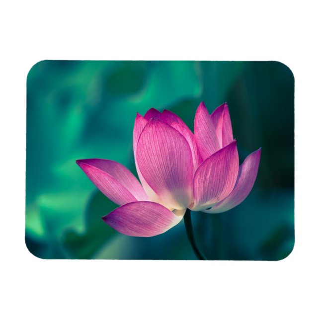 Lotus Water Lily Flower Magnet (Horizontal)