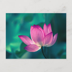 Lotus Water Lily Flower Postcard