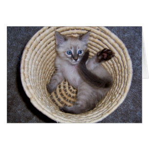 Louie Kitten Basket Antics