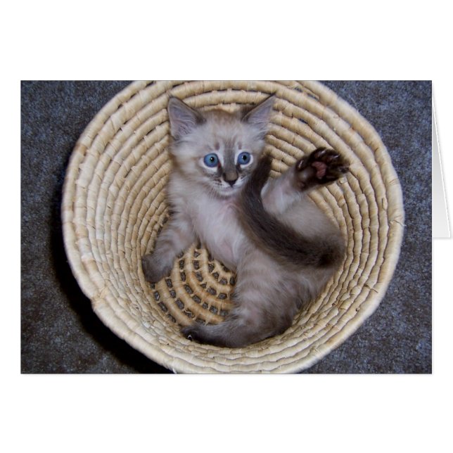 Louie Kitten Basket Antics (Front Horizontal)