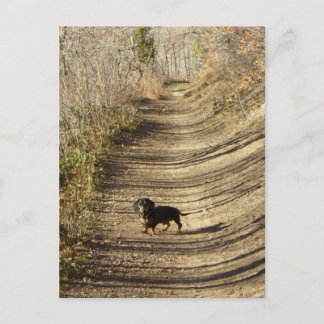 Louie the Dachshund Walking in the Autumn Postcard