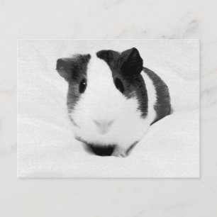 louise postcard