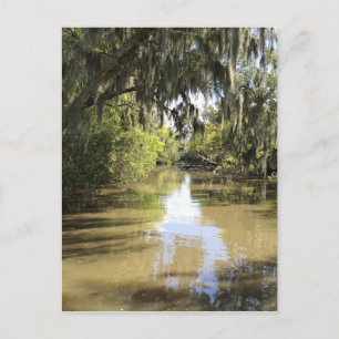 Louisiana Bayou Postcard