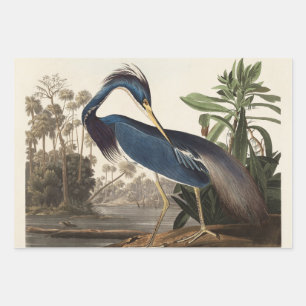 Louisiana Blue Heron by John Jay Audubon Wrapping Paper Sheet
