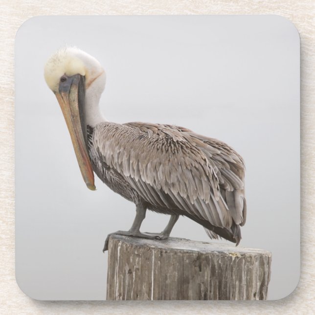 Louisiana Brown Pelican Coasters (Front)