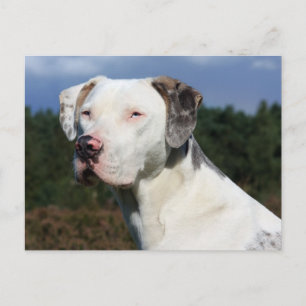 louisiana catahoula leopard dog postcard