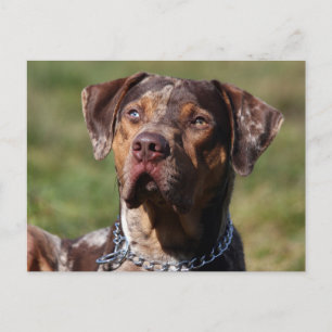 louisiana catahoula leopard dog postcard