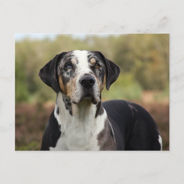 louisiana catahoula leopard dog postcard (Front)