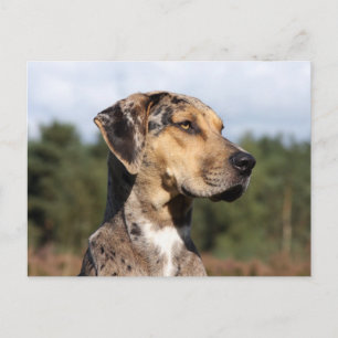 louisiana catahoula leopard dog postcard
