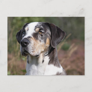 louisiana catahoula leopard dog postcard