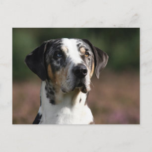 louisiana catahoula leopard dog postcard