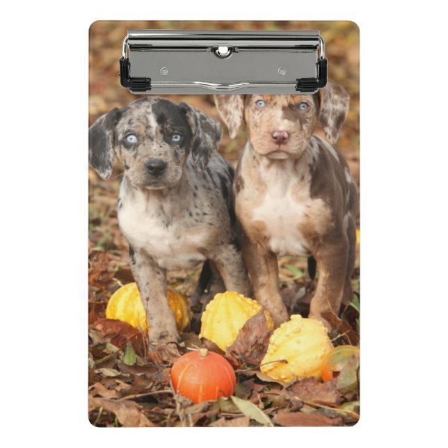 Louisiana Catahoula Puppies With Pumpkins Mini Clipboard (Front)
