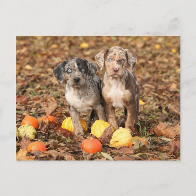 Louisiana Catahoula Puppies With Pumpkins Postcard (Front)