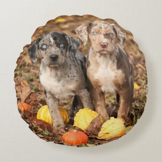 Louisiana Catahoula Puppies With Pumpkins Round Cushion (Front)