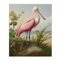 Louisiana Coast: Roseate Spoonbill
