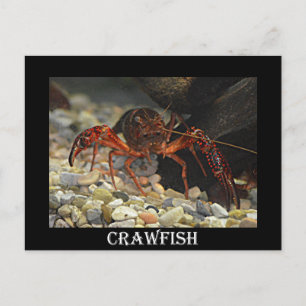 Louisiana Crawfish Postcard