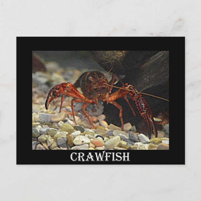 Louisiana Crawfish Postcard (Front)