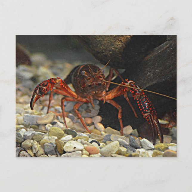 Louisiana Crawfish Postcard (Front)
