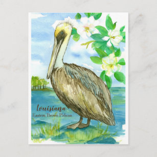 Louisiana Eastern Brown Pelican State Bird Postcard