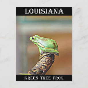 Louisiana Green Tree Frog Postcard