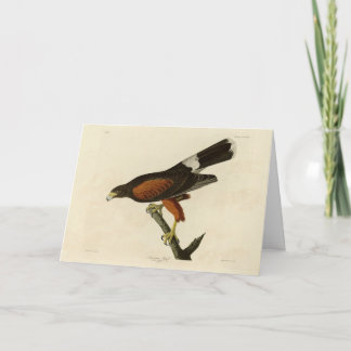 Louisiana (Harris's) Hawk Audubon Birds of America Card